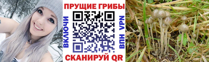 дарнет шоп  Сольцы  Галлюциногенные грибы GOLDEN TEACHER 